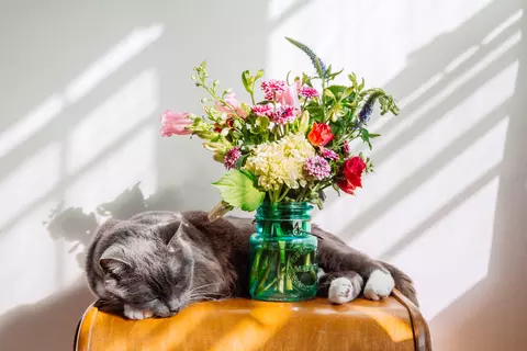 Katze liegt um eine Blumenvase herum